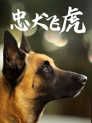 忠犬飞虎（33集）全集我都看完了