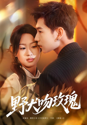 野犬吻玫瑰（70集）精彩短剧天天看