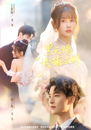 黑天鹅诱捕法册（80集）精彩短剧分享