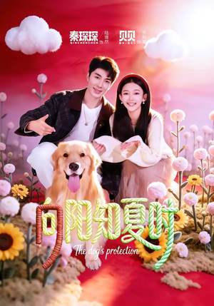 向阳知夏时（80集）分享好看短剧