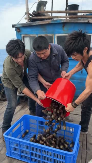 别人赶海靠运气，我靠系统报点发家致富（80集）剧情简介